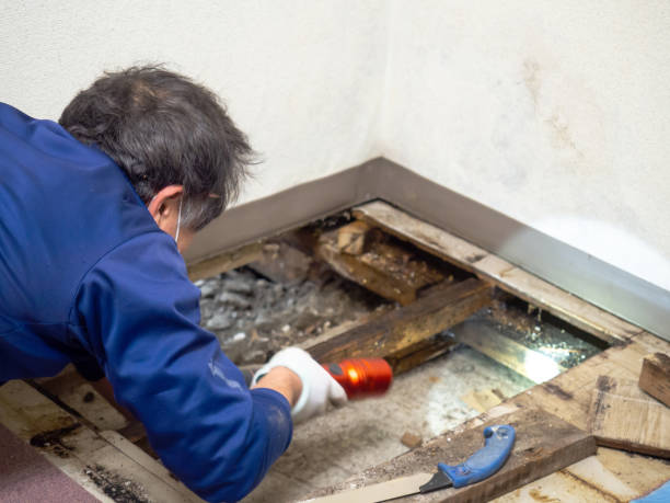 Best Mold Removal Specialists  in Gerber, CA