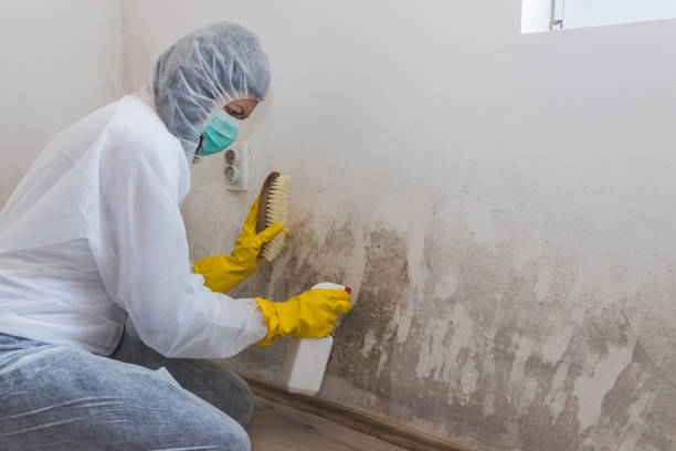 Best Home Mold Removal  in Gerber, CA