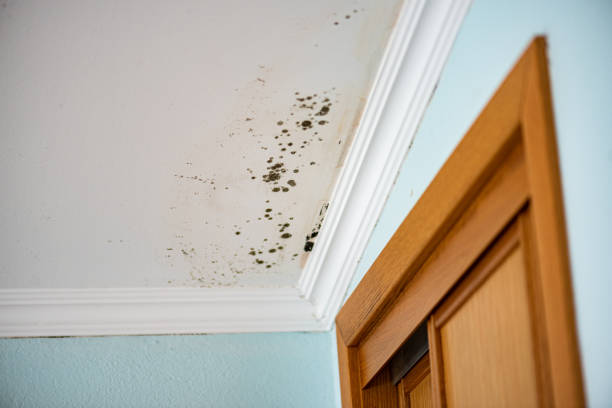 Best Water Damage Restoration  in Gerber, CA