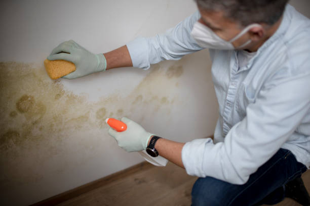 Best Residential Mold Removal  in Gerber, CA