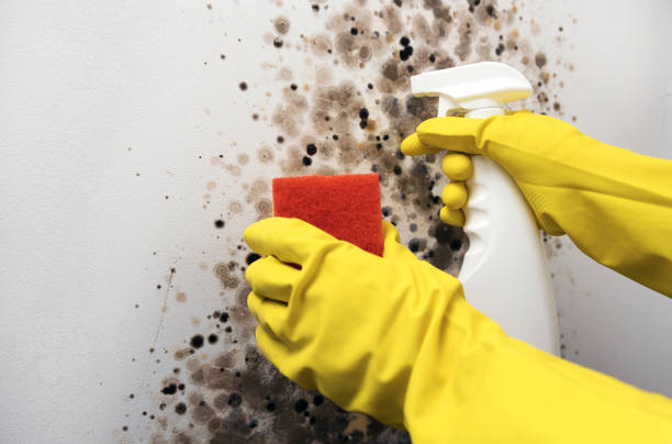 Best Black Mold Removal  in Gerber, CA