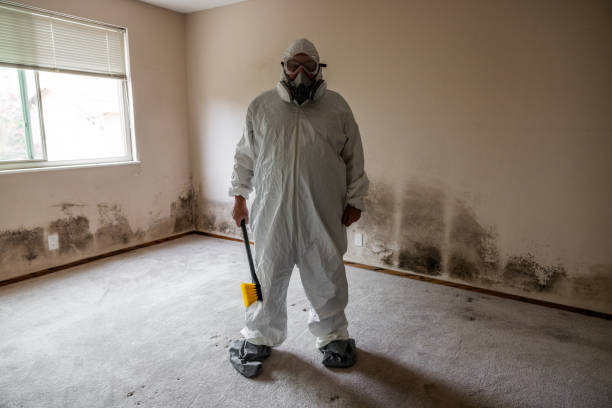 Best Fast Mold Removal  in Gerber, CA