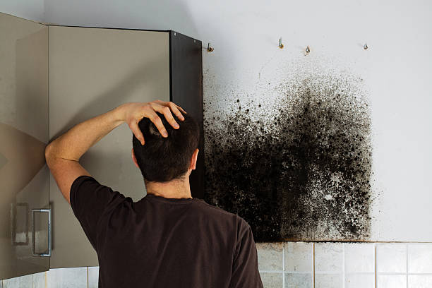 Best Emergency Mold Removal  in Gerber, CA