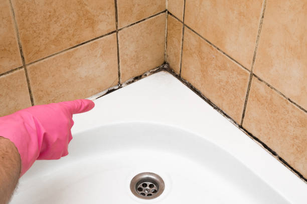 Best Local Mold Removal Service  in Gerber, CA